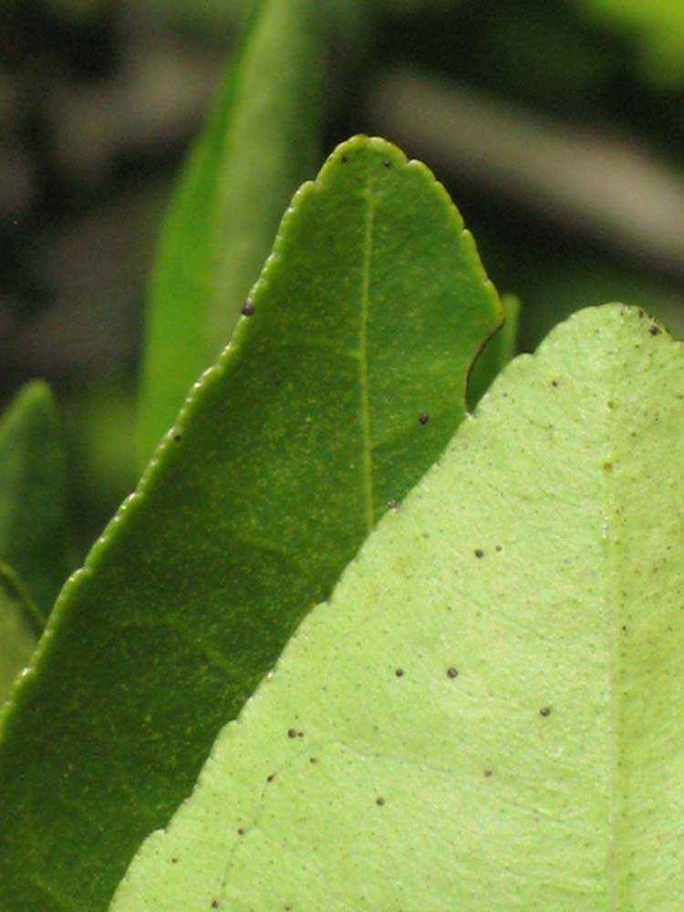              Margin (Winter Haven, FL)       